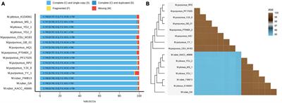 Insight into the phylogeny and metabolic divergence of Monascus species (M. pilosus, M. ruber, and M. purpureus) at the genome level